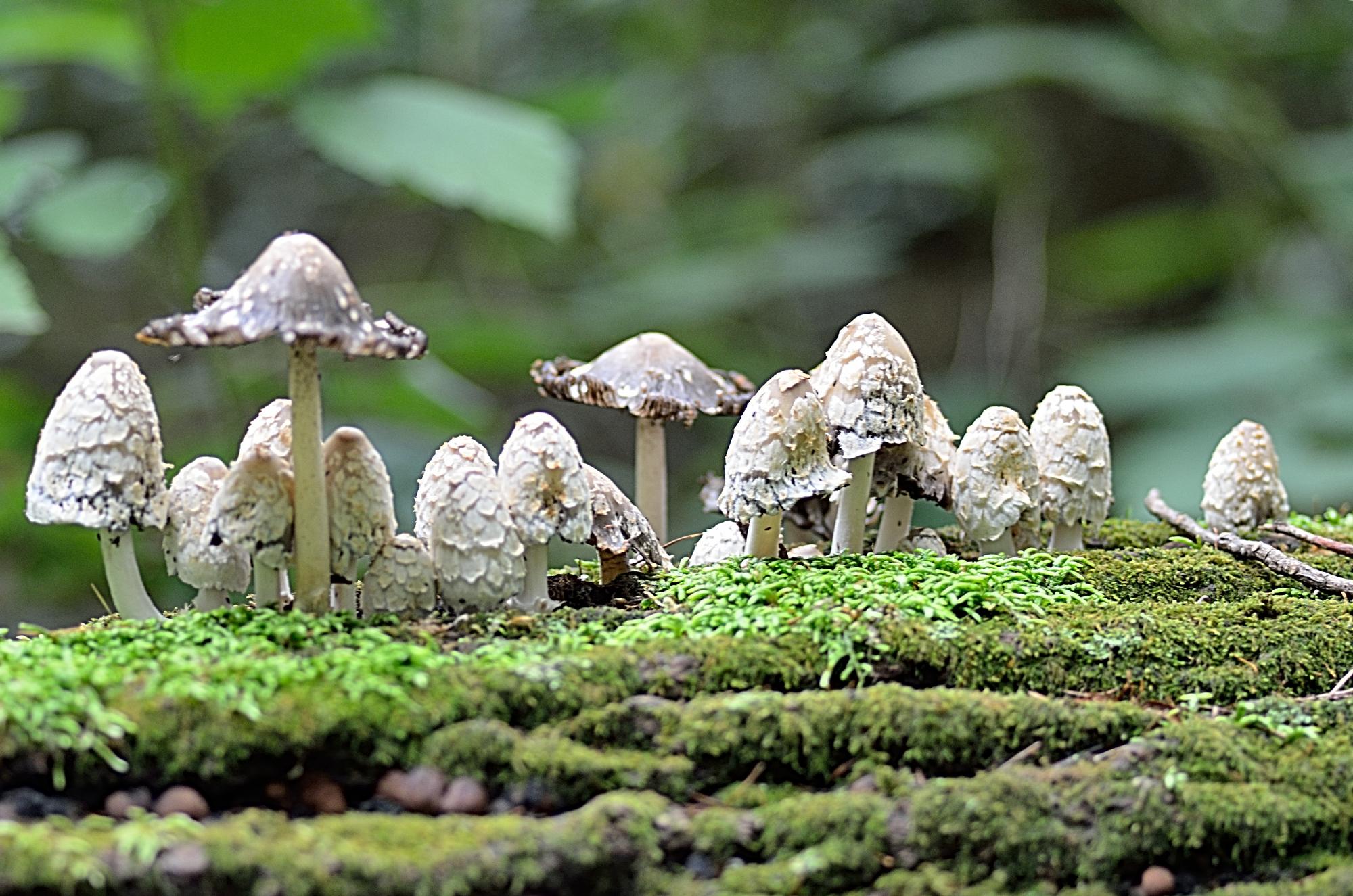 Mushroom Identification Hike - Adventure Awaits