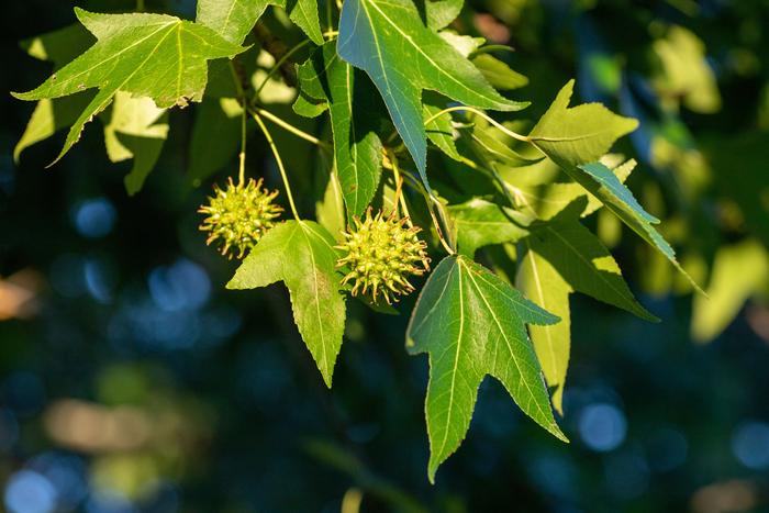 American Sweetgum, Photo © UConn/Sean Flynn