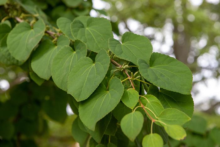 Katsura Tree, Photo © UConn/Sean Flynn