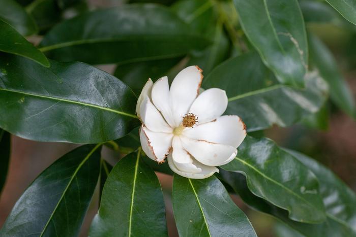 Magnolia, Photo © UConn/Sean Flynn
