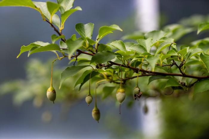 Japanese Snowbell, Photo © UConn/Sean Flynn