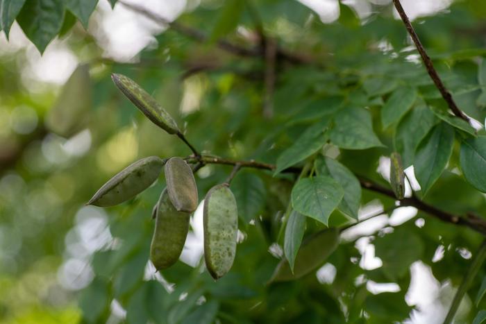 Kentucky Coffee, Photo © UConn/Sean Flynn