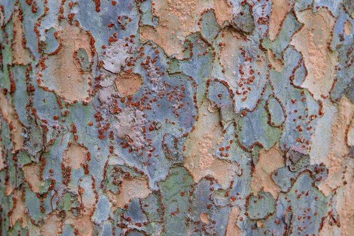 Lacebark, Photo © UConn/Sean Flynn
