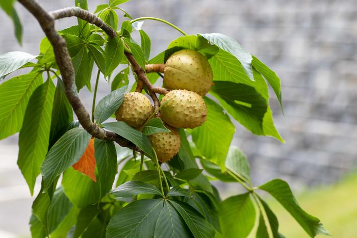 Ohio Buckeye, Photo © UConn/Sean Flynn