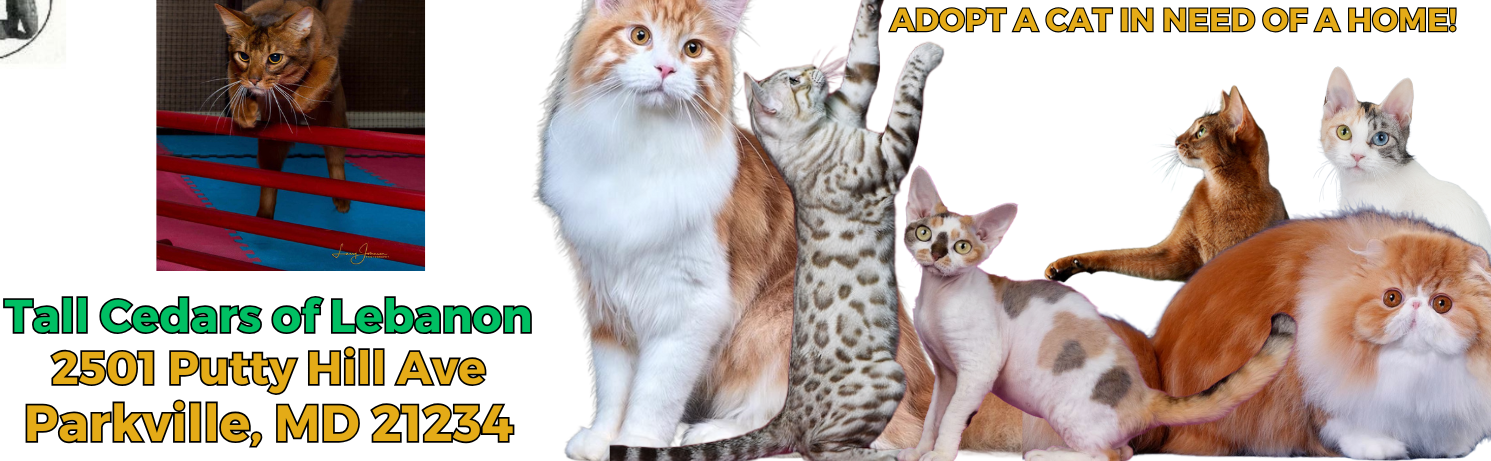 Come visit the fun Baltimore Cat Show & Adoption Event featuring