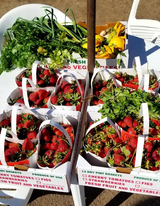 Tickets for Pre Season Strawberry Picking (Easter Weekend Berry Hunt