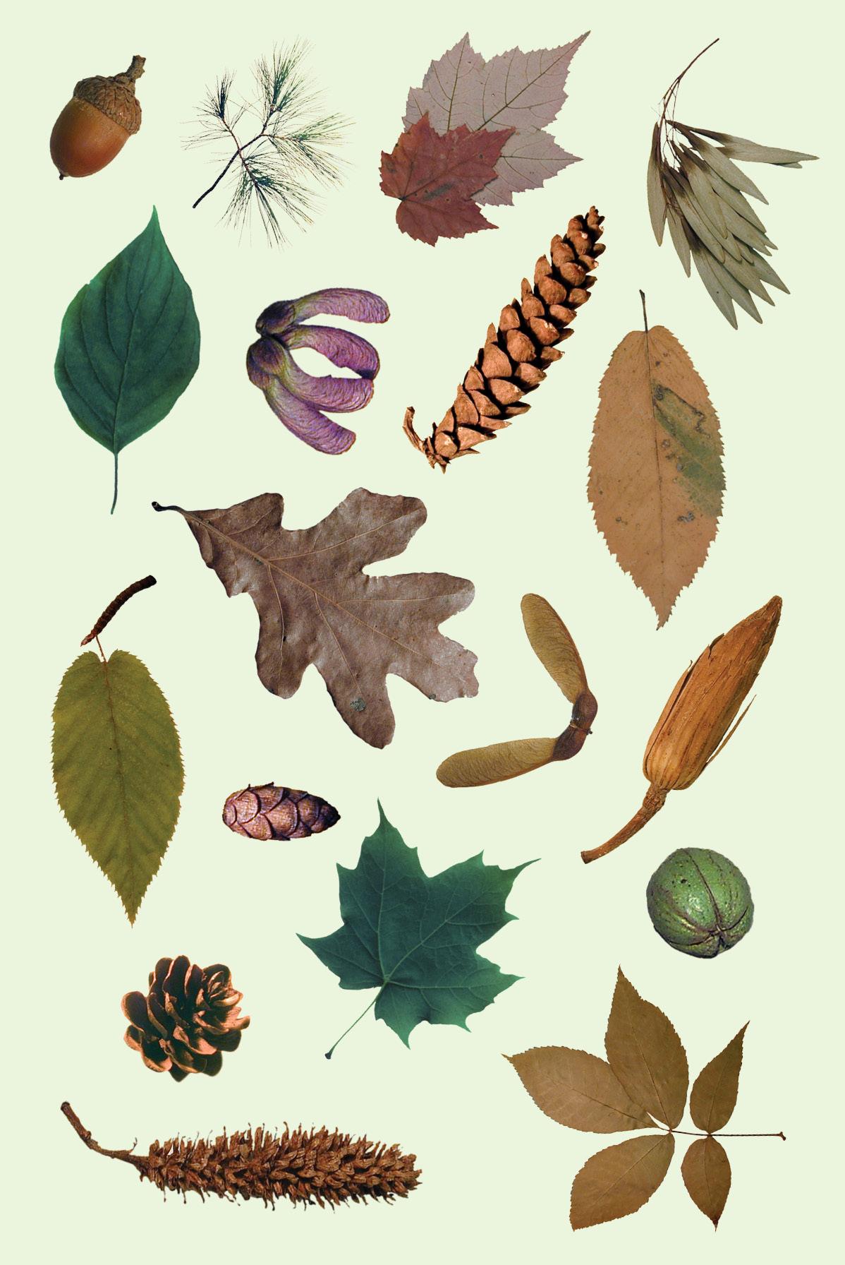 Fall Arboretum Tour