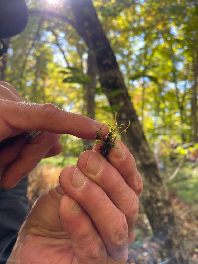 The Miniature Plants of Eastern CT with Bernard Goffinet