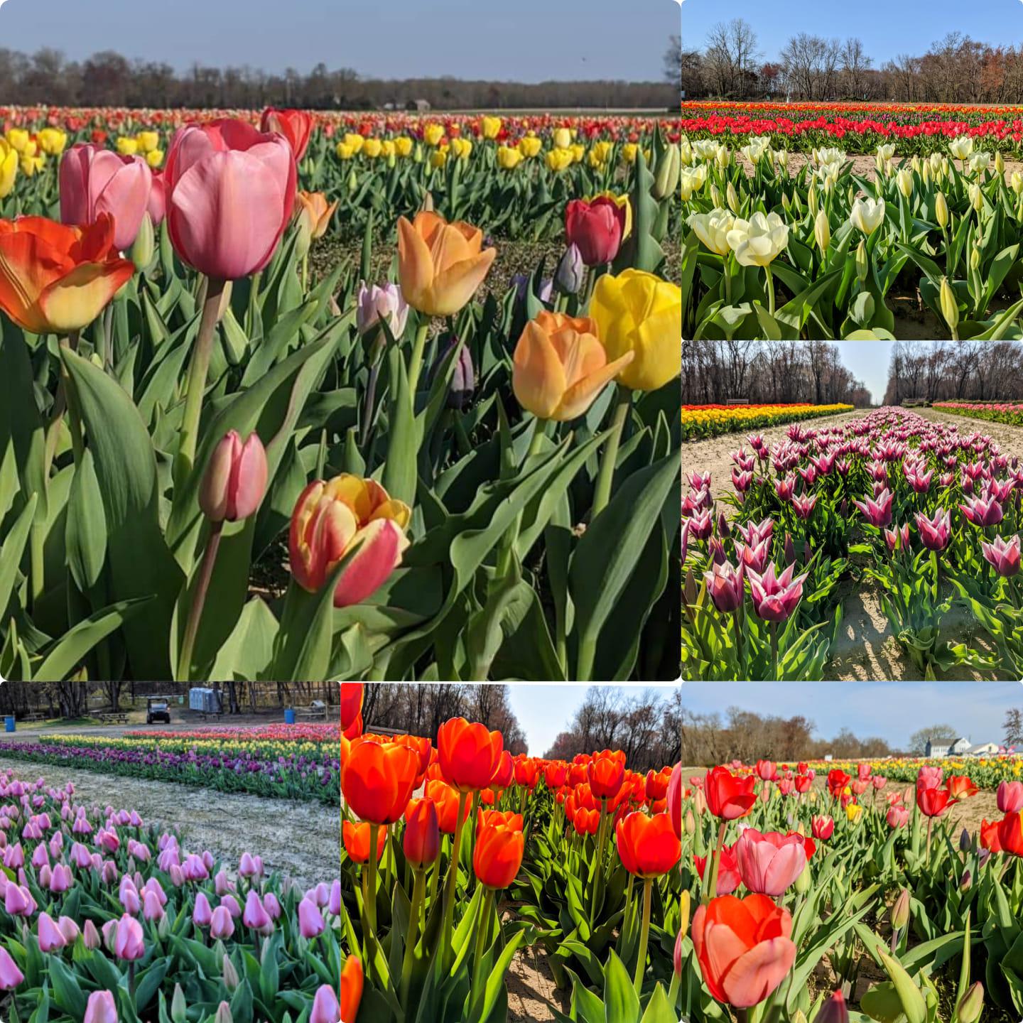 U-Pick Tulip Showcase 2023