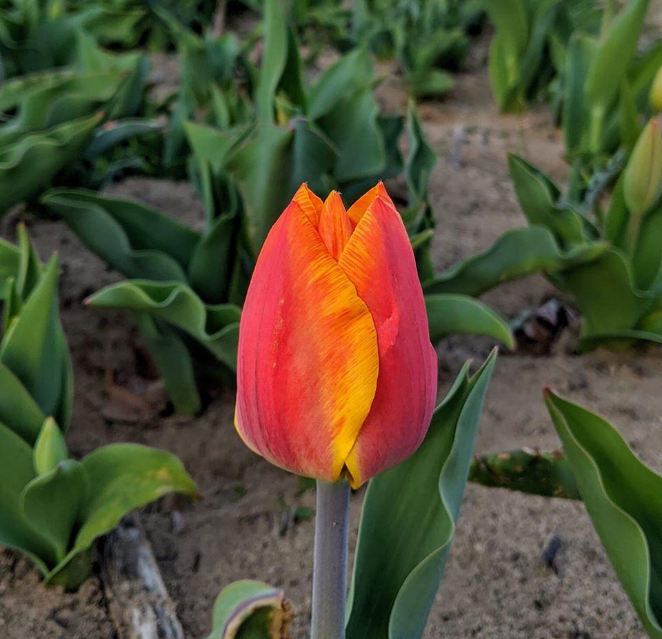 2022 Festival of Tulips
