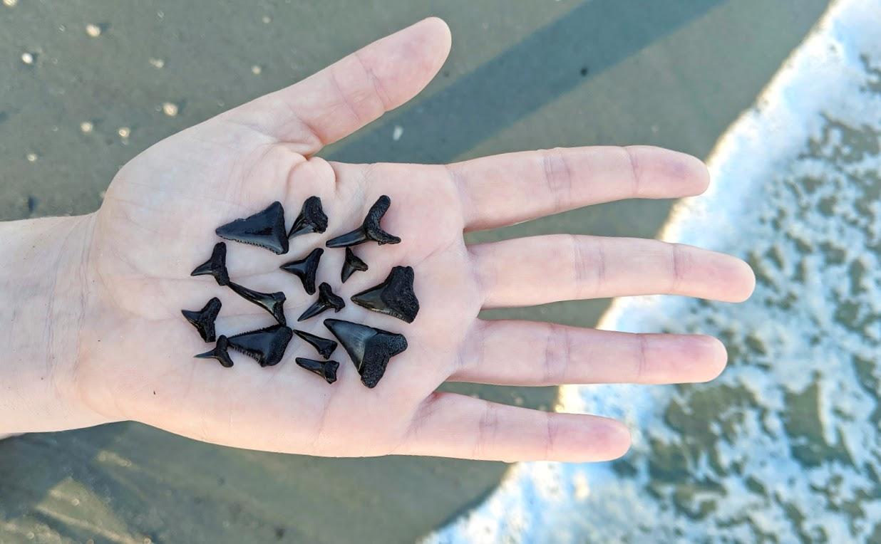 Shark's Tooth Hunting Adventure with Charleston Party Cat