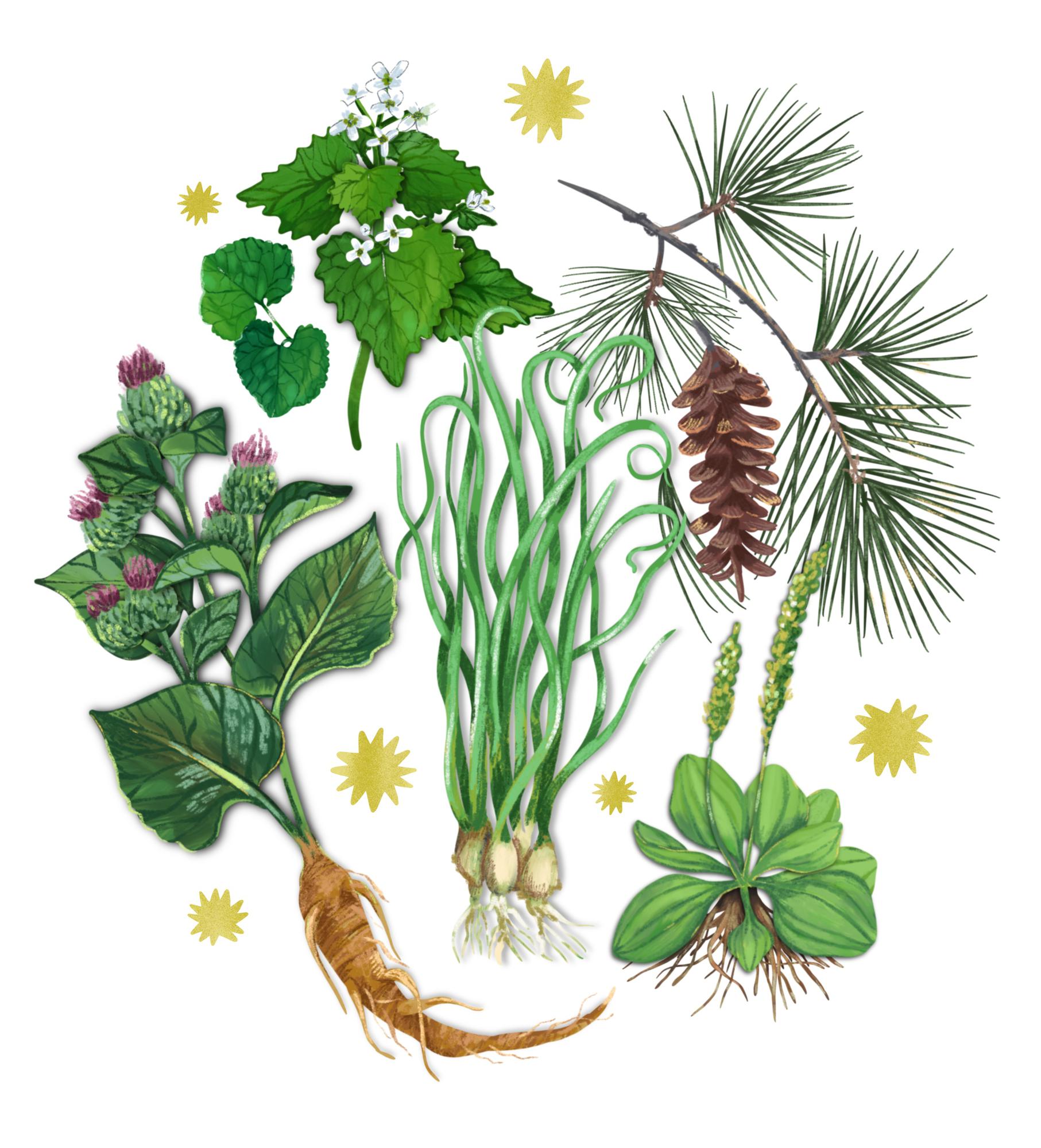 Wild Plants from Sovereign Lands Walking Tours in Philadelphia - Checkout