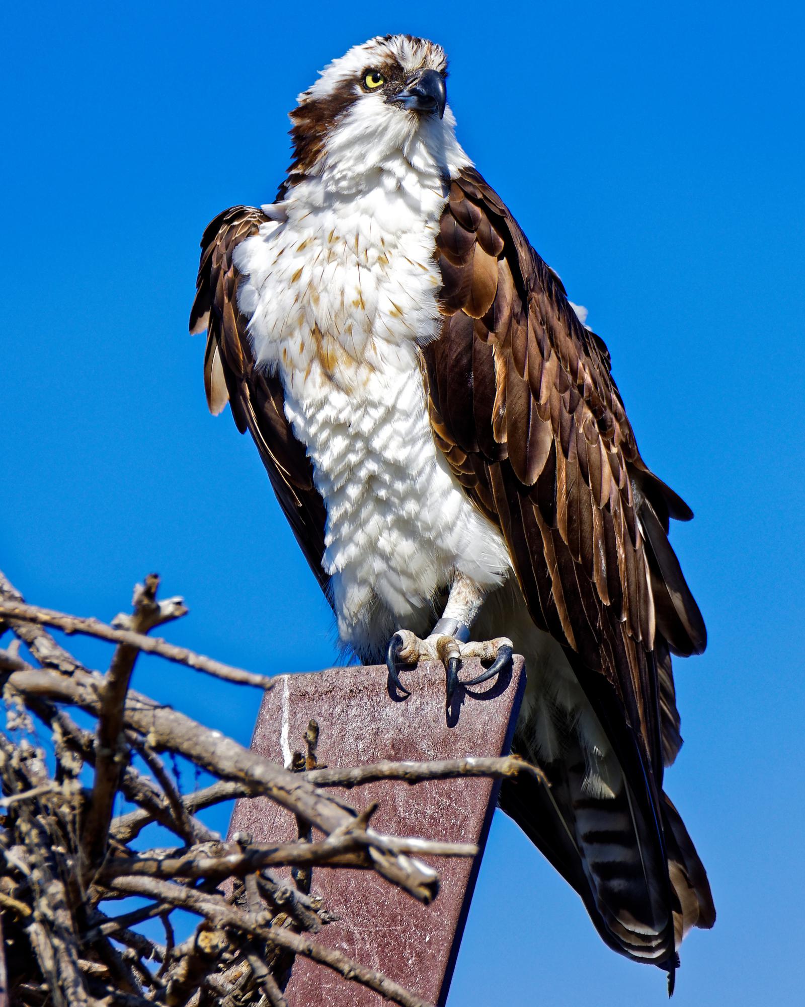 Osprey Wagon Tours at Pleasant Hill Lake Park